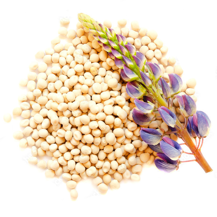 Lupine Seed Oil - Lupinus albus